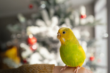 A green and yellow budgerigar parakeet sitting on a human arm with a frosted artificial Christmas tree in the background © Christine Bird