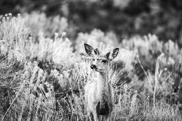 deer in the grass