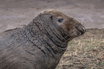 A close up side profile portrait of a large bull male seal. His body fur is wet and muddy