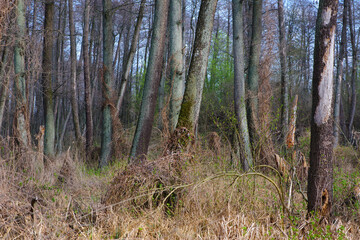 view of trees in the forest, landscape of wetlands. Swamp view, dry grass, early spring plants