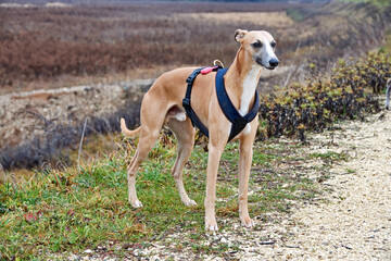 Obraz na płótnie Canvas Spanish galgo, Spanish Greyhound, Greyhound