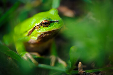 frog sits in green grass. Small European tree frog hyla arborea in spring. wet animal with skin, using fingers to climb and balance on trees in nature. close-up