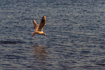 Slender-billed gull (Chroicocephalus genei) flying over the waters of a lake near the Albufera of Valencia (Spain) with the last golden lights of sunset trying to catch some fish.