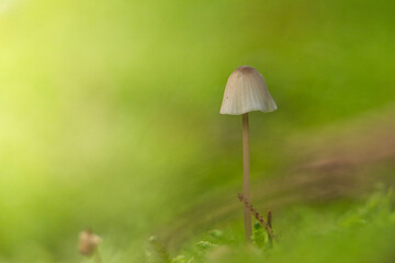 Pilz im Moos
-Aufgenommen im Landkreis Harburg
