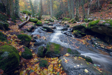 Paisaje oto&ntilde;al del abedular de Canencia