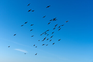 Krähenschwarm am Himmel