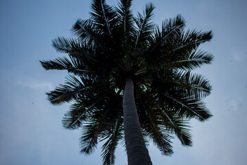 Fototapeta na wymiar View of coconut tree against sky background, Pollachi, Tamil Nadu, India