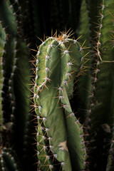 Sharp and colorful cactus
