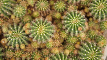 Cacti, dessert plant in many type and shape with it needle as leaf. Variety cactus in pot and garden. Succulent plant grow dry area