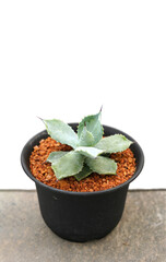 Cacti, dessert plant in many type and shape with it needle as leaf. Variety cactus in pot and garden. Succulent plant grow dry area