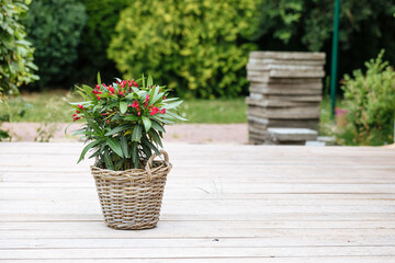 Oleander plant with red flowers in a woven pot. Red flowers of nerium oleander - obrazy, fototapety, plakaty