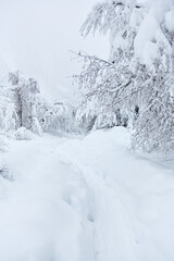 Footpath in white snow in a forest of green pines and firs covered with snow mountain view