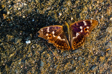 Beautiful butterfly sitting on the ground