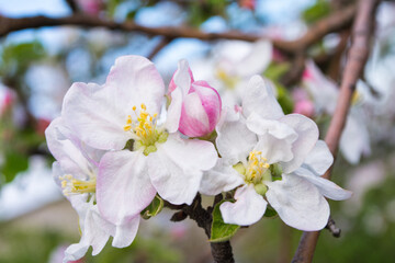 Spring pink-white flowers of an apple tree. Apple tree flowers close-up. Shallow depth of field.