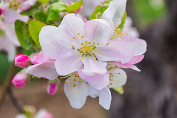 Fototapeta na wymiar Spring pink flowers of an apple tree. Apple tree flowers close-up. Shallow depth of field.