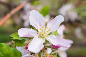 Beautiful apple blossom close-up. Soft bokeh. Soft selective focus.