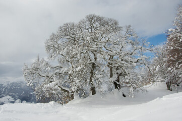 I tre faggi vestiti di neve