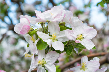 Spring garden. Beautiful white flowers of an apple tree close-up. Soft selective focus.