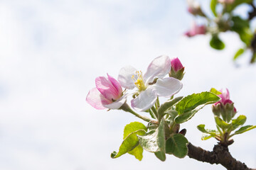 Spring flowers of an apple tree against a bright sky. Apple tree flowers close-up. Shallow depth of field.