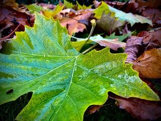 Herbstblätter auf einem Haufen 