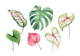 watercolor set with tropical leaves and flowers, green leaves on a white background close up hand painted