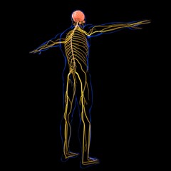 Obraz premium Human Brain Anatomy For Medical Concept 3D