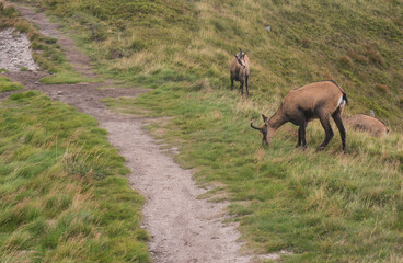 Group of Tatra chamois, rupicapra rupicapra tatrica grazing standing on a footpath at summer mountain meadow in Low Tatras National park in Slovakia. Wild mamal in natural habitat, nature photography.