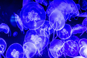 Colorful, iluminated Jellyfish underwater on dark background. Jellyfish moving in water.