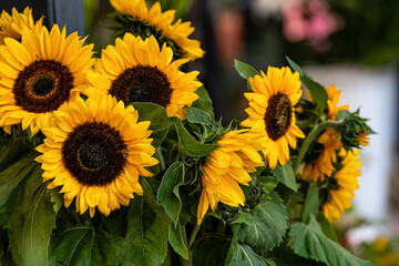 Sunflowers at the flower market, bright colorful flowers