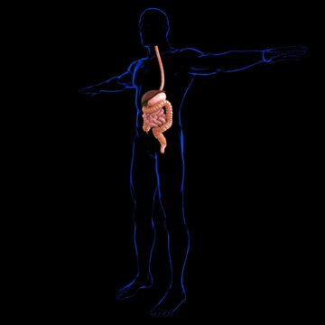 Human Digestive System Anatomy For Medical Concept 3D Rendering