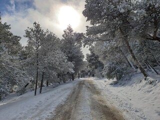 Snow falls in the forest of the city of Tiaret