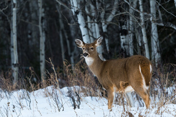 White-tailed deer in snowy winter forest background. Deer doe in snow covered woods landscape