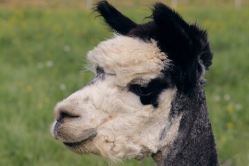 Obraz premium Alpaka mit schwarz weiss Fell
