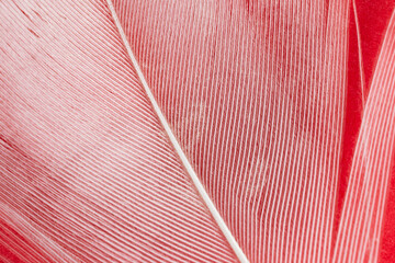 white duck feather on a red background