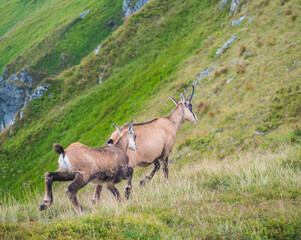 Close up adult and young Tatra chamois, rupicapra rupicapra tatrica walking on a summer mountain meadow in Low Tatras National park in Slovakia. Wild mamal in natural habitat, nature photography.