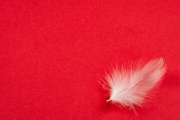 white duck feather on a red background