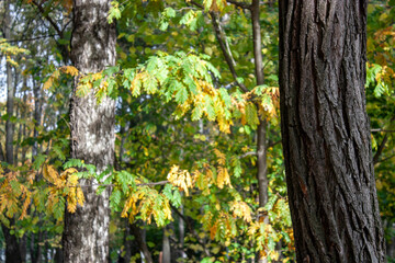 Obraz premium White birch trunks in October. Branches of trees with dry orange leaves in the autumn forest. Autumn landscape a clear sunny day. Wildlife in the fall in central Russia. The colors of autumn.