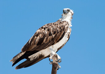 Bird Of Prey On Grand Turk Island