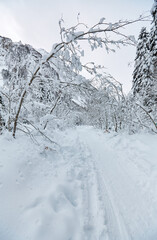 Footpath in white snow in a forest of green pines and firs covered with snow mountain view