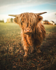 Highland Cattle bei Sonnenschein