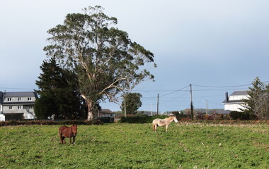 Cyclone Bella at Cathedrals Beach in Galician Coast