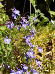 Touffe retombante de fleurs bleu lavande de Primevère du Cap (Streptocarpus saxorum)