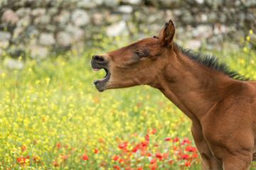 Andalusian foal yawning among yellow and red flowers