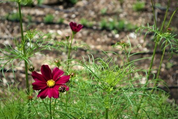 flower in the grass