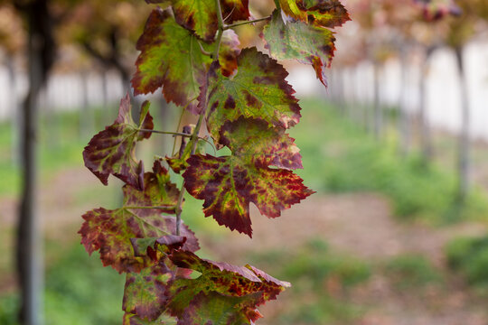 Hojas de parra de uva de mesa envejecidas en el invierno