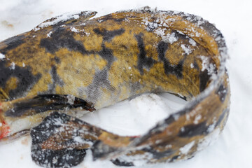Close-up of a burbot's tail. Winter fishing.