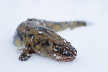 Burbot. The fish lies in the snow. 
