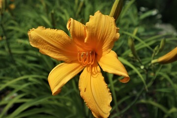 Fototapeta premium orange lily flower
