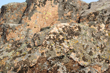 Lichens on pink granite, close-up, texture