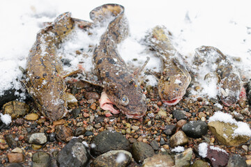Four burbots lie in a row in the snow.
